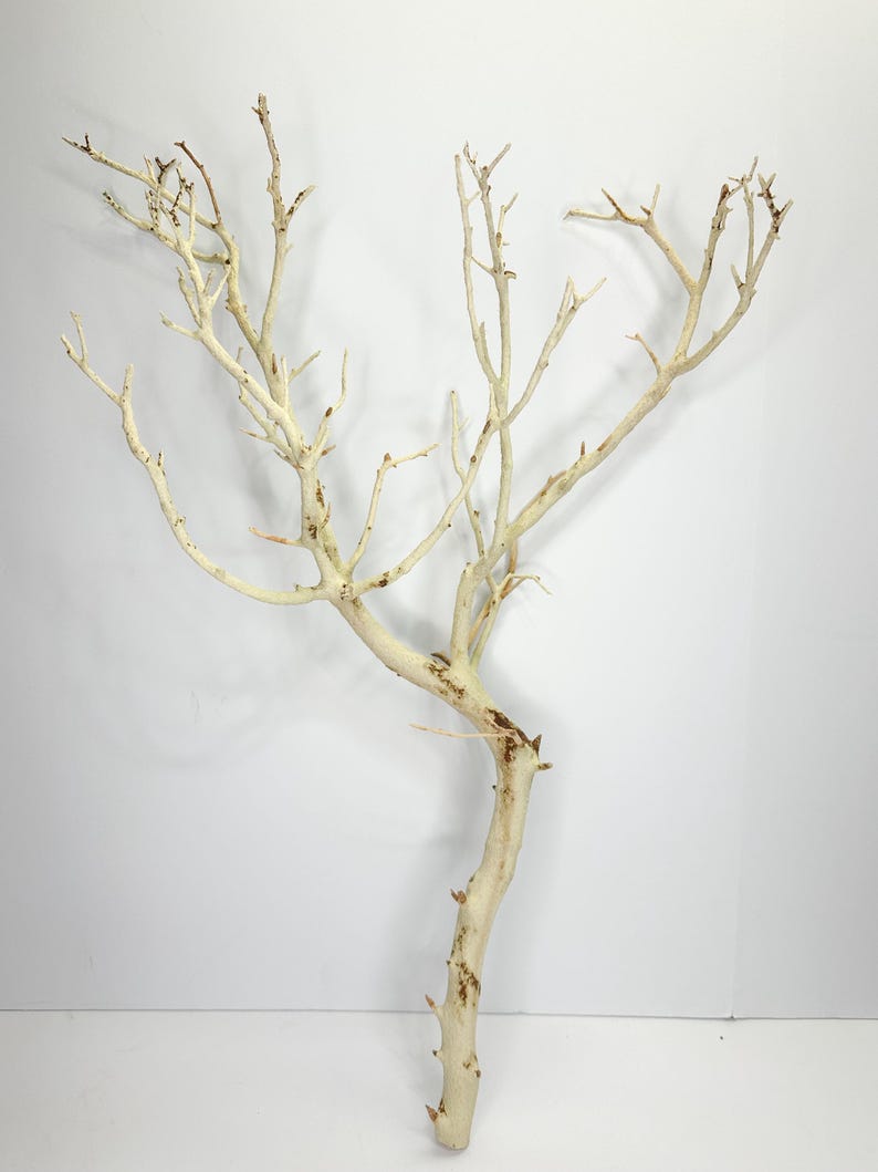 24-26" Sandblasted Manzanita Branches: Wedding Centerpiece, Reptile Perch, Bird Perch, Crafting, Decor, Aquarium image 12
