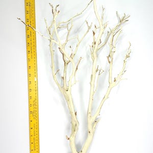 24-26" Sandblasted Manzanita Branches: Wedding Centerpiece, Reptile Perch, Bird Perch, Crafting, Decor, Aquarium image 4