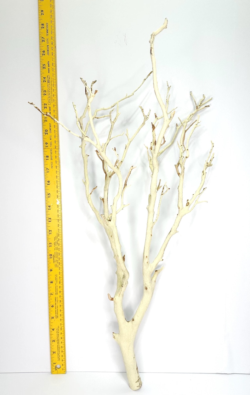 24-26" Sandblasted Manzanita Branches: Wedding Centerpiece, Reptile Perch, Bird Perch, Crafting, Decor, Aquarium image 4
