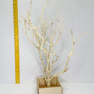 Sandblasted Manzanita Branches for Jewelry Displays, Craft Supplies, Wedding Centerpieces, DIY Crafts, Rustic Home Decor, Natural Wood