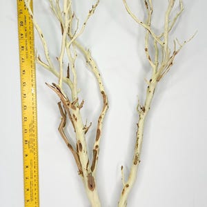 24-26" Sandblasted Manzanita Branches: Wedding Centerpiece, Reptile Perch, Bird Perch, Crafting, Decor, Aquarium image 7