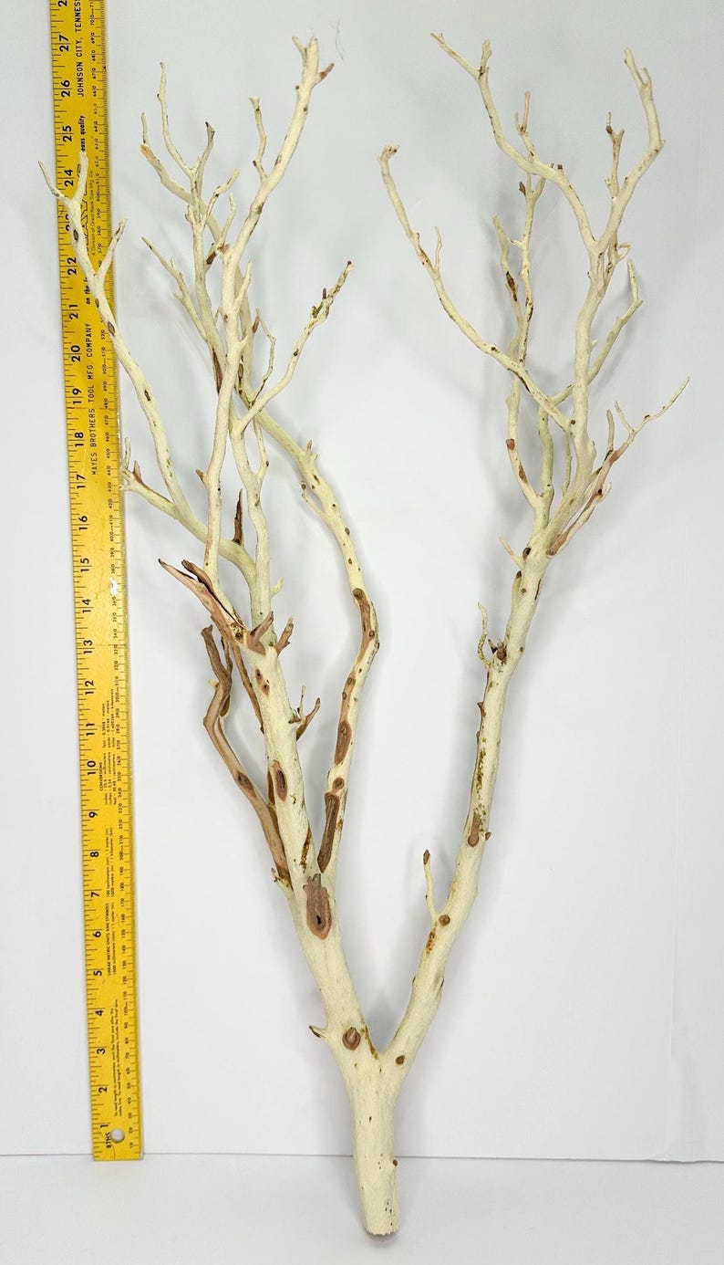 24-26" Sandblasted Manzanita Branches: Wedding Centerpiece, Reptile Perch, Bird Perch, Crafting, Decor, Aquarium image 7