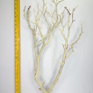 24-26" Sandblasted Manzanita Branches: Wedding Centerpiece, Reptile Perch, Bird Perch, Crafting, Decor, Aquarium image 5
