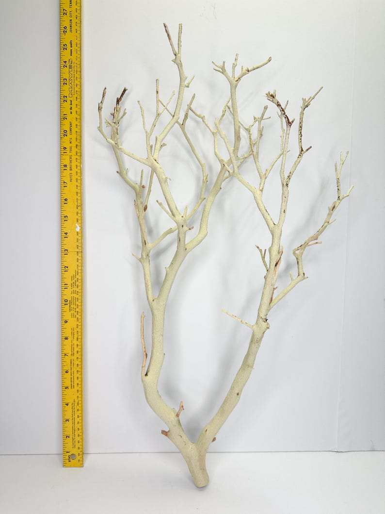 24-26" Sandblasted Manzanita Branches: Wedding Centerpiece, Reptile Perch, Bird Perch, Crafting, Decor, Aquarium image 5