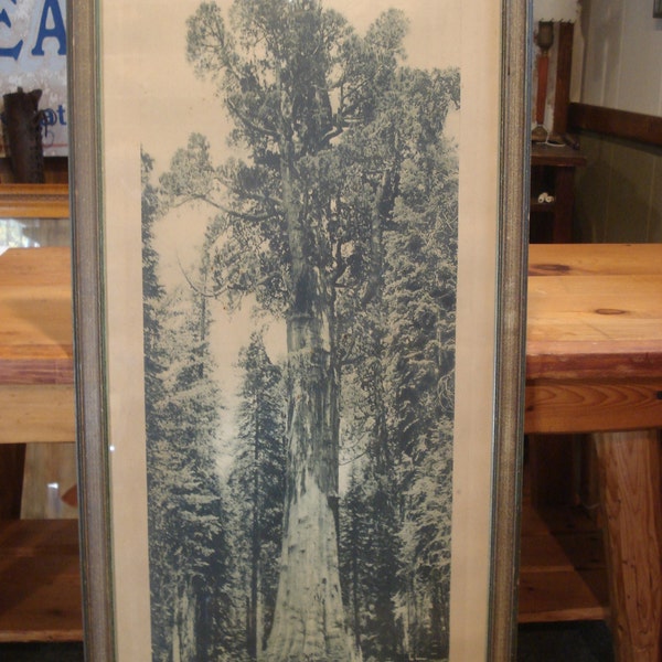 Vintage National Park Photo, Sequoia National Park Photo, Lindley Eddy Photograph, Giant Sequoia