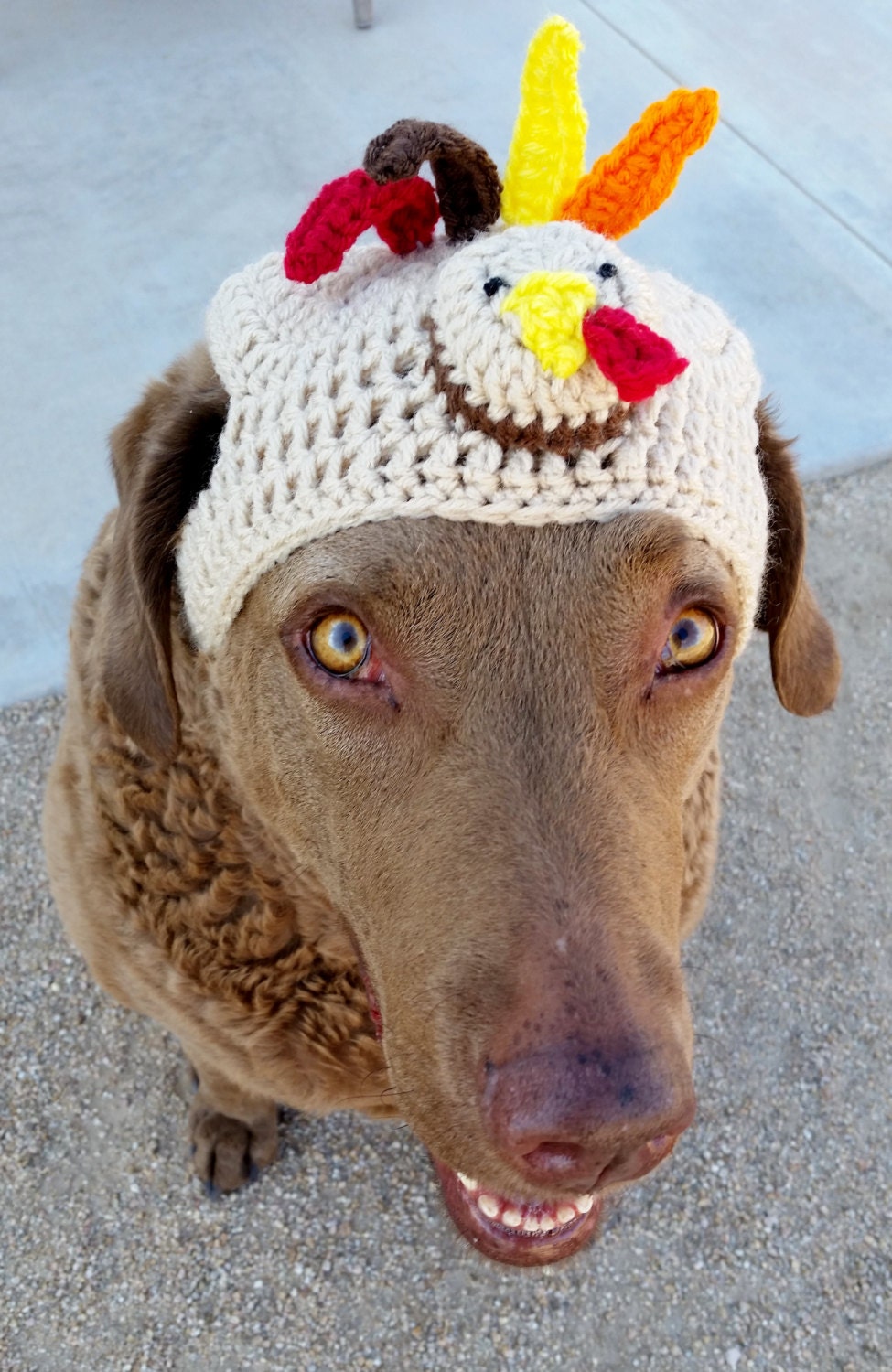 dog turkey hat