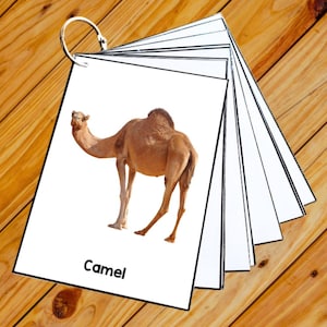 Desert Animals - 50 Editable Montessori Cards- Flash Cards Nomenclature FlashCards