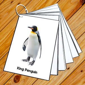 Antarctic Animals- 50 Editable Montessori Cards- Flash Cards Nomenclature FlashCards