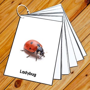 Insects - 50 Editable Montessori Cards- Flash Cards Nomenclature FlashCards