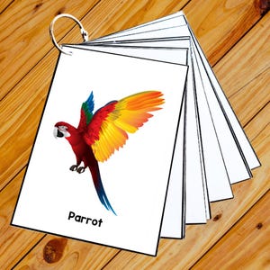 BIRDS - 50 Editable Montessori Cards- Flash Cards Nomenclature FlashCards
