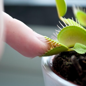 Puede incluir: Una planta carnívora Venus atrapamoscas de color verde con varias hojas articuladas en forma de mandíbula que presentan espinas marginales afiladas. La planta está en una maceta con tierra oscura y húmeda, con un dedo tocando una trampa.