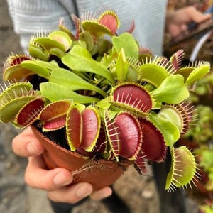 May include: A potted Venus flytrap plant. The plant features vibrant green leaves and distinctive red-colored traps with spiky edges. The plant is held in a small brown pot, showcasing the unique carnivorous plant.
