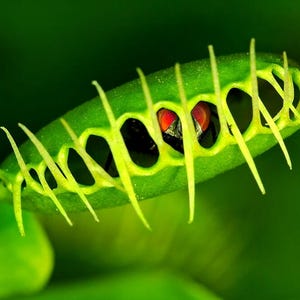 Peut inclure: Gros plan d'une dionée attrape-mouche, une plante carnivore. Le piège vert est ouvert, révélant un insecte piégé aux yeux rouges. Les bords du piège sont bordés de longues dents fines, sur fond vert flou.