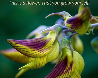 Königliche grüne Vogelblumensamen: Crotalaria cunninghamii, einfach zu züchtende Innen- und Außenbereiche