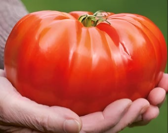 Semillas de tomate Brutus XXL: Cultiva tomates gigantes de 1 kg (2 lb), frutas y verduras de cosecha propia, jardinería orgánica.