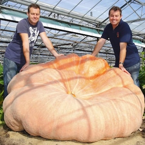 Puede incluir: Dos hombres posan junto a una calabaza gigante de color naranja claro en un invernadero. La calabaza es grande y redonda, con profundas estrías. Hojas y vides verdes rodean la calabaza, y la estructura del invernadero es visible.