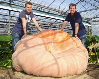 Semillas de calabaza gigante atlántica XXL: jardinería orgánica, fácil de cultivar, con instrucciones sencillas, ¡un regalo ideal!