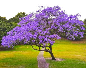 Semillas de Jacarandá: Árbol de flores de color azul violáceo, fácil de cultivar, con instrucciones sencillas.