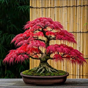 May include: A vibrant red Japanese maple bonsai tree. The tree features delicate, deeply lobed leaves and a gnarled trunk. It is planted in a brown ceramic pot, with moss covering the soil. The background includes a bamboo screen.