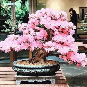 Könnte beinhalten: Ein Bonsai-Baum mit leuchtend rosa Blüten, in einem dunkelgrauen, strukturierten Topf. Der Baumstamm ist tiefbraun und steht auf einem hellgrauen, rechteckigen Sockel. Der Hintergrund deutet auf eine Gartenumgebung hin.