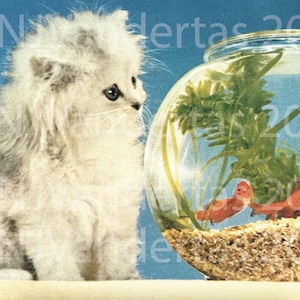 Download digital: Cartão postal vintage (anos 50/60) com gatinho branco fofo e aquário com peixinhos dourados.