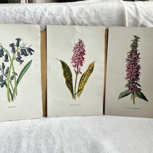 Vintage botanische prenten, ex-libris bloemenstudies, schurft, nieskruid, braam, hyacint, interieurdecoratie