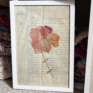 Erbario vintage con cornice, arte floreale da parete, fiori pressati di papavero e bouganville, esemplare di pianta botanica, decorazione botanica