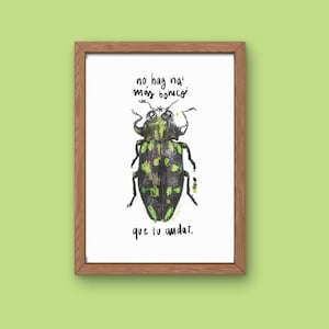 Foglio illustrativo per decorazione - Insetti