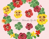 Hand Drawn Nasturtium Watercolor Clip Art - Digital & Printable
