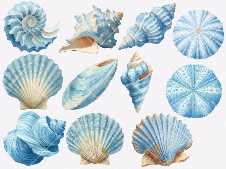 Shell String Graphic Blue Seashell Clipart Bundle Blue Ocean Shells Illustrations Under the ...