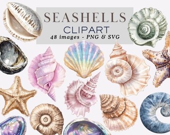 Watercolor Seashells Clipart Seashells Graphics Seashells Illustrations Ocean Sea Shell Clipart Sea Shell PNG Seashell PNG Commercial Use