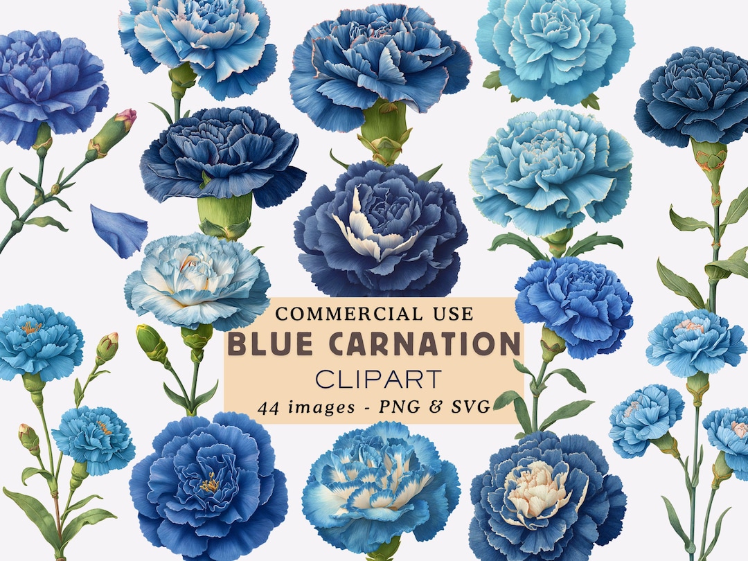 Blue Carnation Clipart Bundle Carnation Floral Illustrations Botanical ...