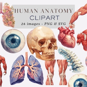 Human Anatomy Clipart PNG Human Anatomy PNG Clipart Bundle Human Organs Illustrations Heart Clipart Medical Illustrations Png Commercial Use