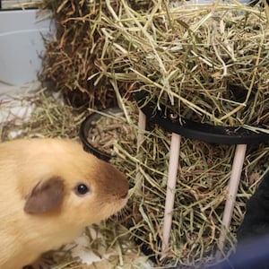 Hay Feeder for Guinea Pigs, Rabbits & Small Pets – Cage Mountable Hay Rack
