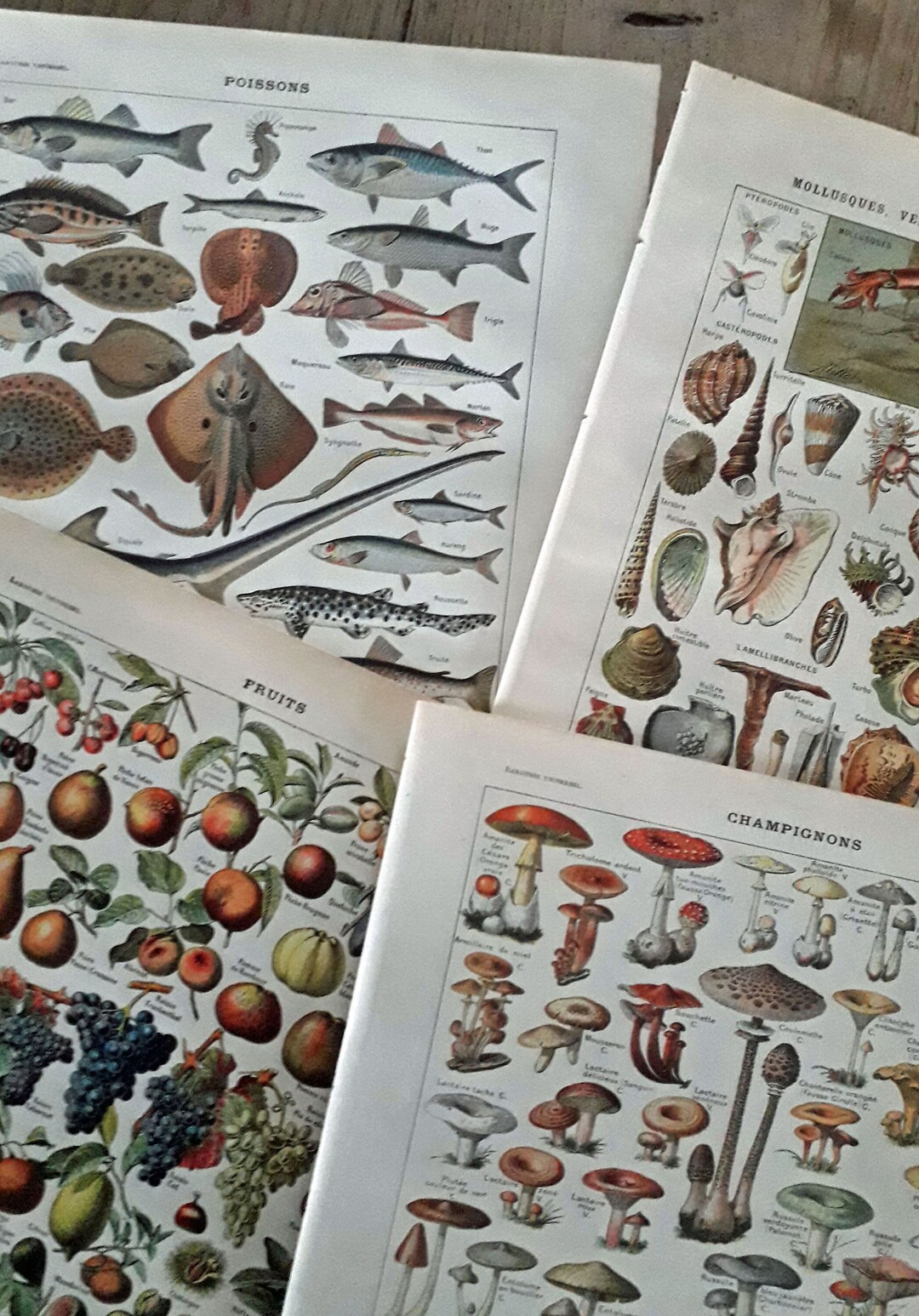 SET of 4 Antique Prints Mushrooms, Fish, Fruits and Shellfish From ...