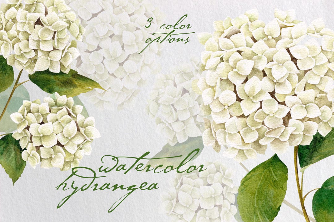 Hand Painted Hortensia Watercolor Clipart. Hydrangea Flower. Sweet ...