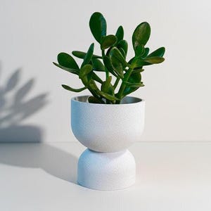 May include: A small jade plant with green leaves in a textured white ceramic pot. The pot has a distinctive two-part design. The plant is in a white pot with a rounded top and a cylindrical base.