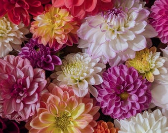 You Pick Dahlia Tubers- Order for Spring Shipping