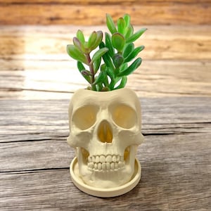 May include: A white ceramic skull planter with a small succulent plant growing out of the top. The skull has a detailed face with eye sockets, a nose, and a mouth with teeth. The planter is sitting on a wooden surface.