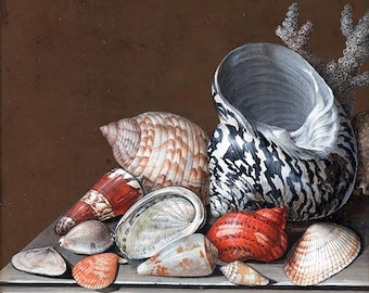Seashell Still Life Art Print: 18th Century Natural History