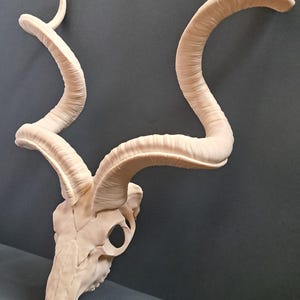 May include: A white plaster cast of a kudu skull with large, spiralled horns. The skull is detailed and realistic, with visible bone structure.