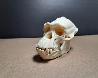リスザルの頭蓋骨レプリカ（博物館品質） - Etsy 日本