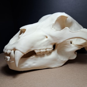 May include: An off-white bear skull, displaying detailed bone structure, including teeth and eye sockets. The skull rests on a brown surface, set against a dark backdrop, highlighting its form.