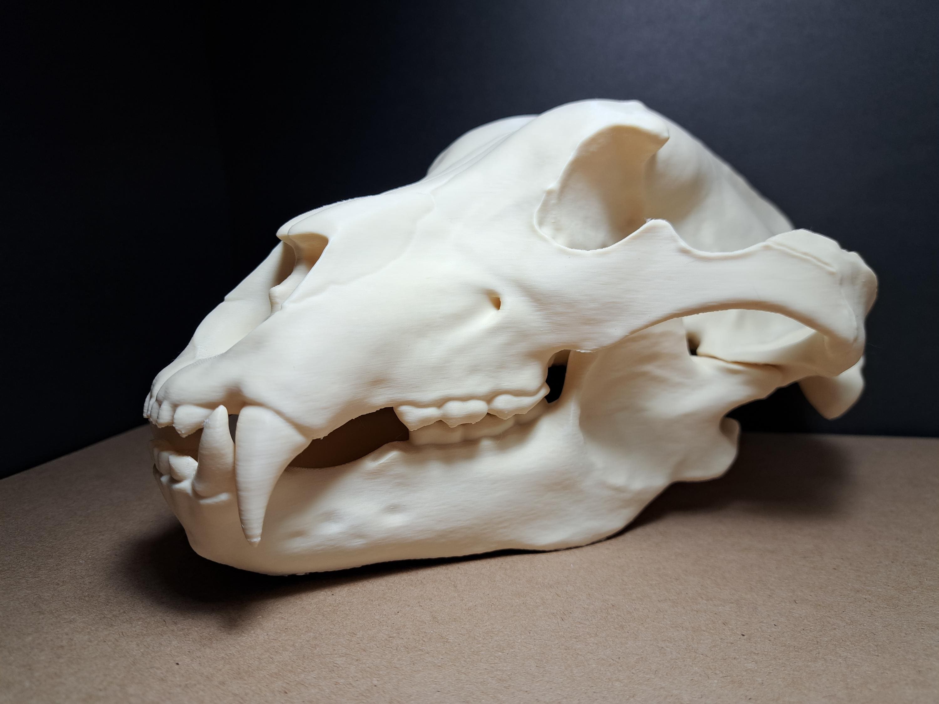 クマの頭蓋骨、フェイク、動物への危害なし、コレクションに追加、珍品
