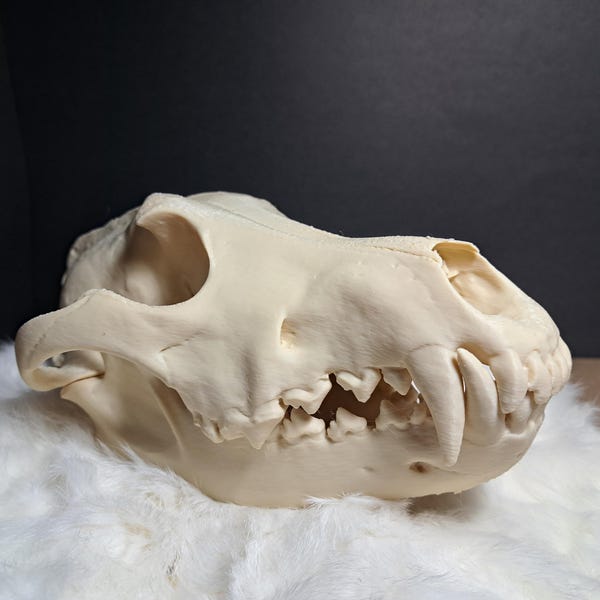 Wolf Skull, Faux, No Animals were Harmed, Add to your Collection, Oddities, Beauty in Afterlife, Collectible, Curio Cabinet Eye Catcher