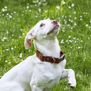 Leather dog collar with name, Engraved dog collar, Leather collar for small dog, Handmade leather dog collar, Adjustable dog collar leather