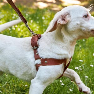 Custom leather dog harness, Dog harness and leash set, Handmade dog harness, Adjustable dog harness, Dog chest harness, Small dog harness