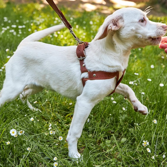 Custom Leather Dog Harness Custom Designer Dog Collars Hermès Dog