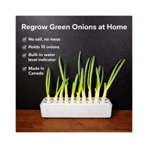 Green Onion Regrowth Planter – Regrow Store-Bought Scallions Forever | No Soil, Countertop Hydroponic Tray (Holds 10)