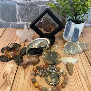 May include: A collection of natural history items including fossils, shells, and gemstones. The display features a variety of shapes and colors, including a starfish, ammonite, and a shark tooth. A beaded bracelet and pendant are also included.